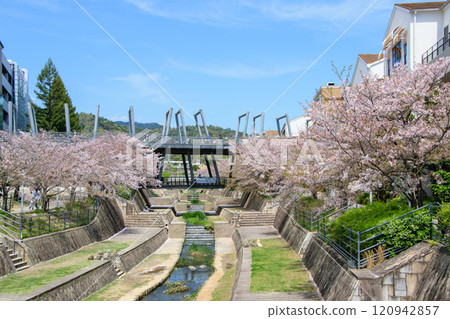 櫻花盛開的箕面茅野站週邊 120942857