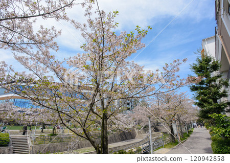 櫻花盛開的箕面茅野站週邊 120942858