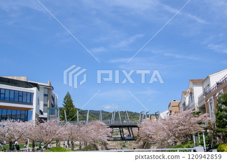 櫻花盛開的箕面茅野站週邊 120942859