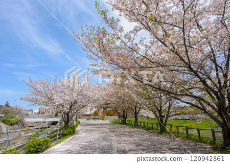 Cherry blossoms in full bloom around Minoh Kayano Station Cherry blossoms in full bloom around Minoh Kayano Station 120942861