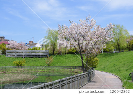 Cherry blossoms in full bloom around Minoh Kayano Station Cherry blossoms in full bloom around Minoh Kayano Station 120942862