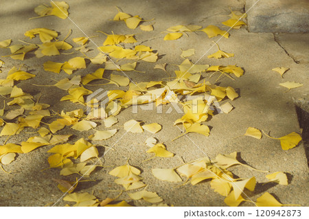 Ginkgo biloba that fell to the ground Ginkgo biloba that fell to the ground 120942873