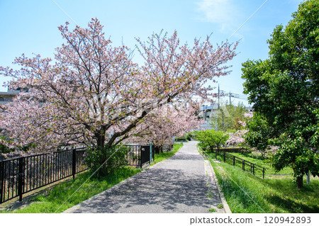 Cherry blossoms in full bloom around Minoh Kayano Station Cherry blossoms in full bloom around Minoh Kayano Station 120942893