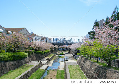 Cherry blossoms in full bloom around Minoh Kayano Station 120942894