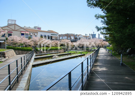 Cherry blossoms in full bloom around Minoh Kayano Station 120942895