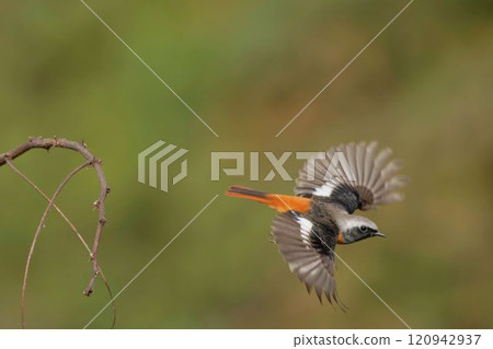 A flying bush warbler A flying bush warbler 120942937