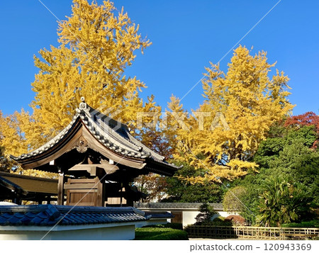 Okazaki Castle Ninomaru Noh Theatre, decorated with golden ginkgo leaves and a clear autumn sky (Okazaki Castle Park/Okazaki City, Aichi Prefecture) 120943369