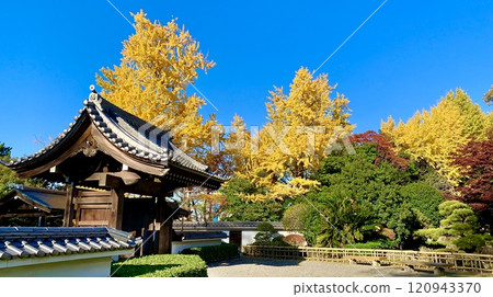 Okazaki Castle Ninomaru Noh Theatre, decorated with golden ginkgo leaves and a clear autumn sky (Okazaki Castle Park/Okazaki City, Aichi Prefecture) 120943370
