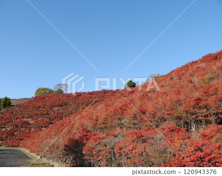 宮瀨湖鳥居原庭園 120943376