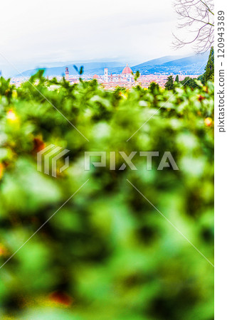 Panoramic view of Florence from a garden 120943389