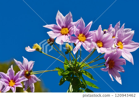 Emperor Dalia 120943462