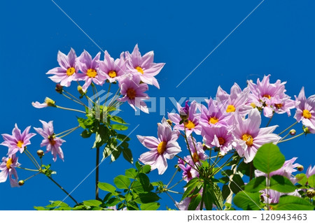 Emperor Dalia 120943463