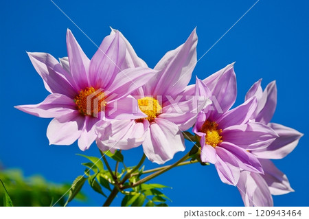 Emperor Dalia 120943464