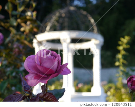 Rose garden in Nozuta Park (Machida City, Tokyo) 120943511