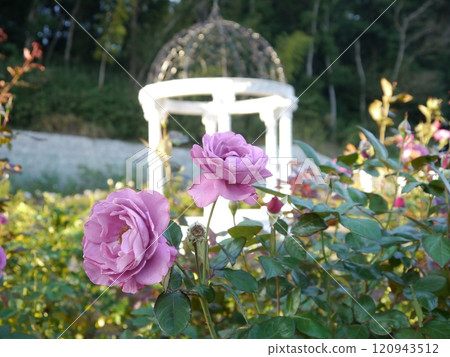 Rose garden in Nozuta Park (Machida City, Tokyo) 120943512