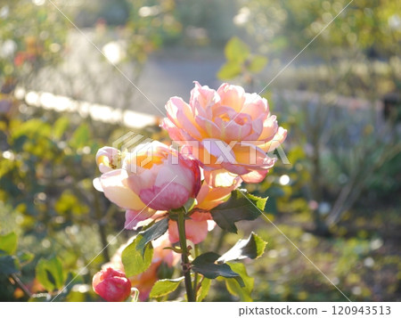 Rose garden in Nozuta Park (Machida City, Tokyo) 120943513