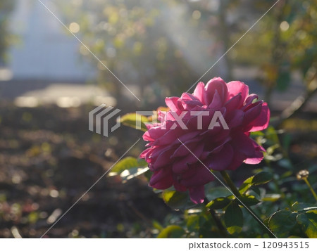 Rose garden in Nozuta Park (Machida City, Tokyo) 120943515