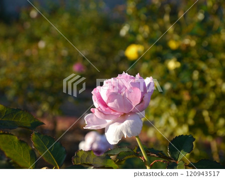 Rose garden in Nozuta Park (Machida City, Tokyo) 120943517