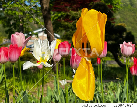 Falling flowers - tulips Falling flowers - tulips 120943684