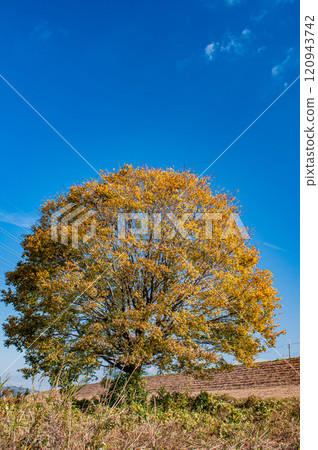 大阪府枚方市淀川河床上的黃葉樹 120943742