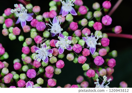 hydrangea   120943812