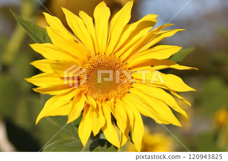 秋天花園裡盛開的黃色向日葵花 120943825