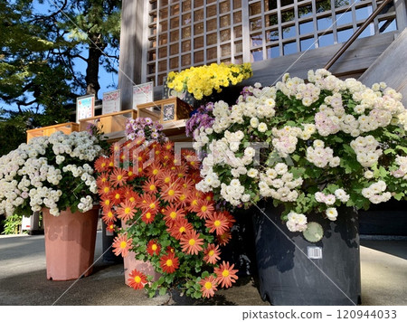 Worship hall decorated with potted chrysanthemums in full bloom (exhibited at the Mikawa Chrysanthemum Festival Chrysanthemum Exhibition) <Sugou Shrine/Okazaki City, Aichi Prefecture> 120944033
