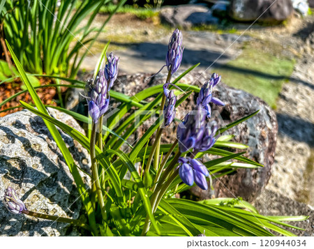 Spring purple flower buds Spring purple flower buds 120944034