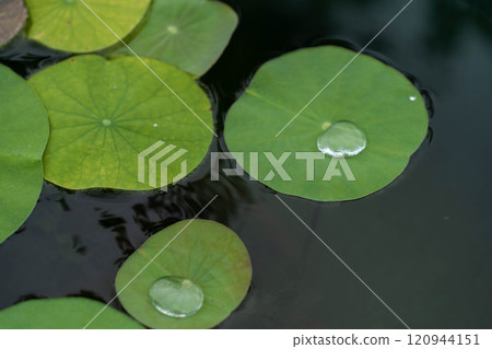 lotus leaf wet with rain lotus leaf wet with rain 120944151