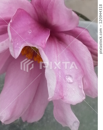 滴在粉紅色的葉子上 120944318