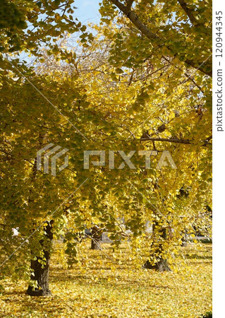 Beautiful ginkgo in Sobue Beautiful ginkgo in Sobue 120944345