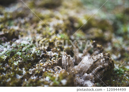 Frost pillars from under the moss 120944499