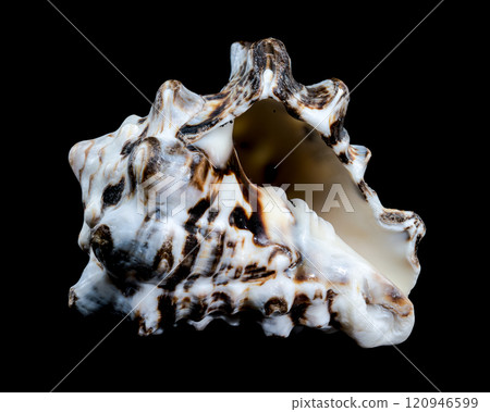 Close-Up of Vasum Turbinellus Seashell 120946599