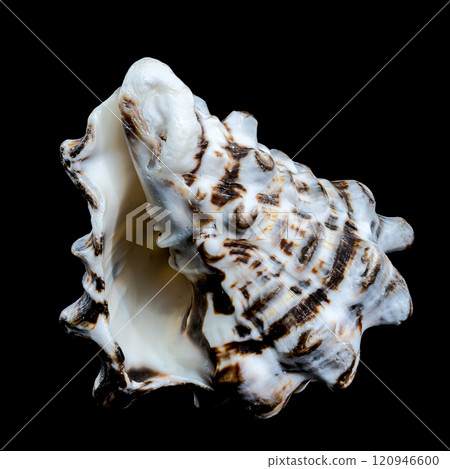 Close-Up of Vasum Turbinellus Seashell 120946600