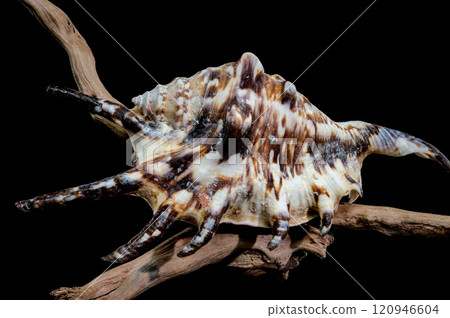 Lambis tiger Shell on Driftwood with Black Background 120946604