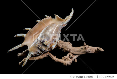 Lambis tiger Shell on Driftwood with Black Background 120946606