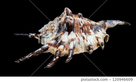 Close-Up of Lambis Tiger Shell with Brown and Tan Markings Close-Up of Lambis Tiger Shell with Brown and Tan Markings 120946609