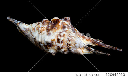 Close-Up of Lambis Tiger Shell with Brown and Tan Markings Close-Up of Lambis Tiger Shell with Brown and Tan Markings 120946610