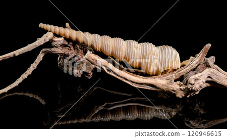 Turritella Shell on Driftwood with Black Background 120946615