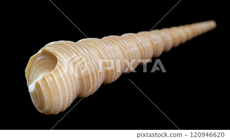Close-Up of Turritella Shell with Spiral Pattern 120946620
