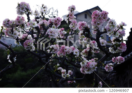 A peach tree with red and white flowers, bred by cuttings 120946907