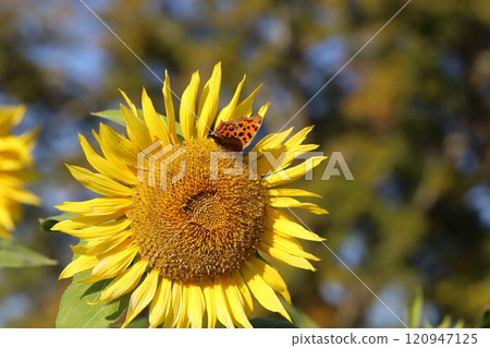 北方蝴蝶從秋天花園裡盛開的向日葵花中吸取花蜜 120947125