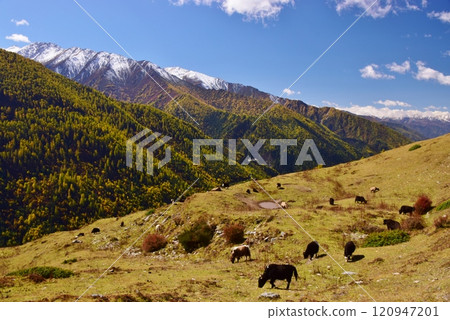 Hiking in Siguniang Mountain, Sichuan Province 120947201