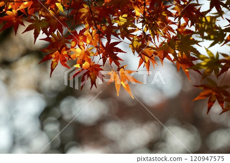 Beautiful, vibrantly colored maple leaves Beautiful, vibrantly colored maple leaves 120947575