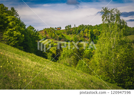 Spring scenery and flowery field on the slope, Holbav, Romania 120947596