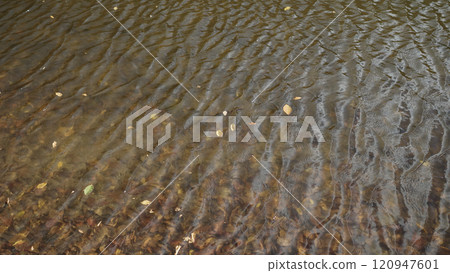 autumn leaves falling on water surface of a lake 120947601
