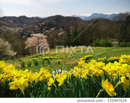 從陸鄉櫻仙峽眺望北阿爾卑斯山,櫻花和水仙花盛開 從陸鄉櫻仙峽眺望北阿爾卑斯山,櫻花和水仙花盛開 120947626