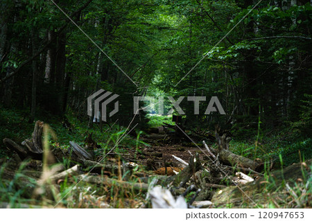 Path through a dilapidated forest 120947653
