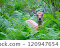 A Hokkaido deer in the grass I encountered in the forest 120947654