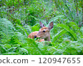 A Hokkaido deer eating in the forest 120947655